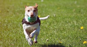 Dog playing ball