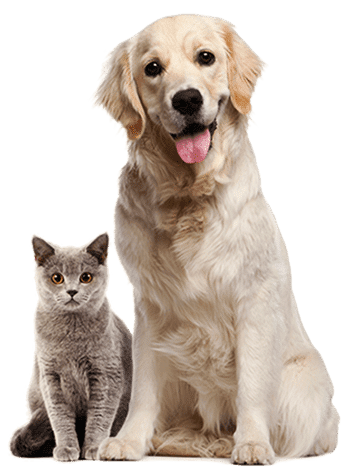animal shelter dogs and cats