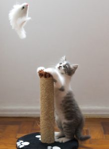 Cat with a scratching post