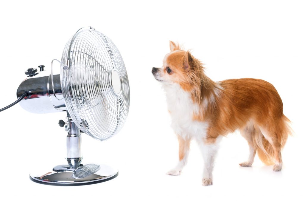 chihuahua and fan