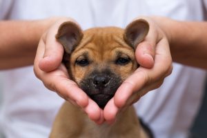 Puppy Love can be adopted at Monroe Ohio shelter