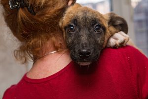 Homeless puppy from a shelter