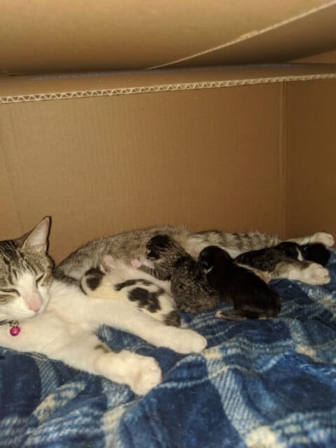 Daliah and her kittens