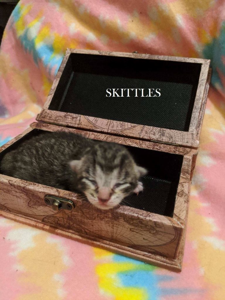 Skittles the kitten