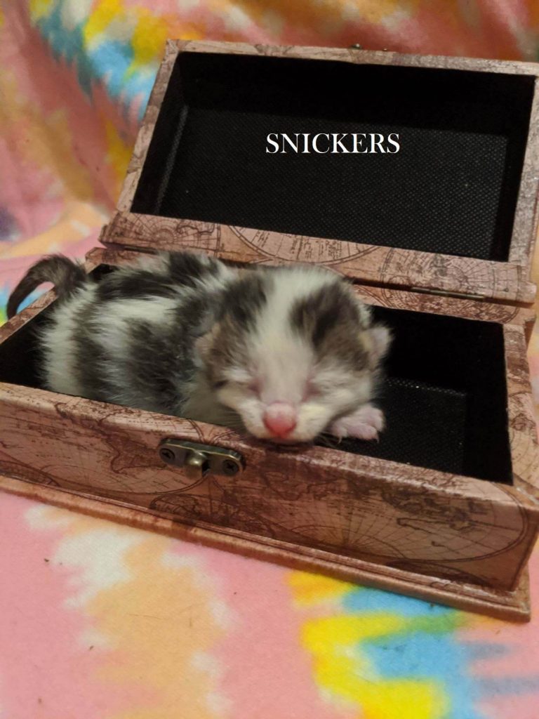 Snickers the kitten