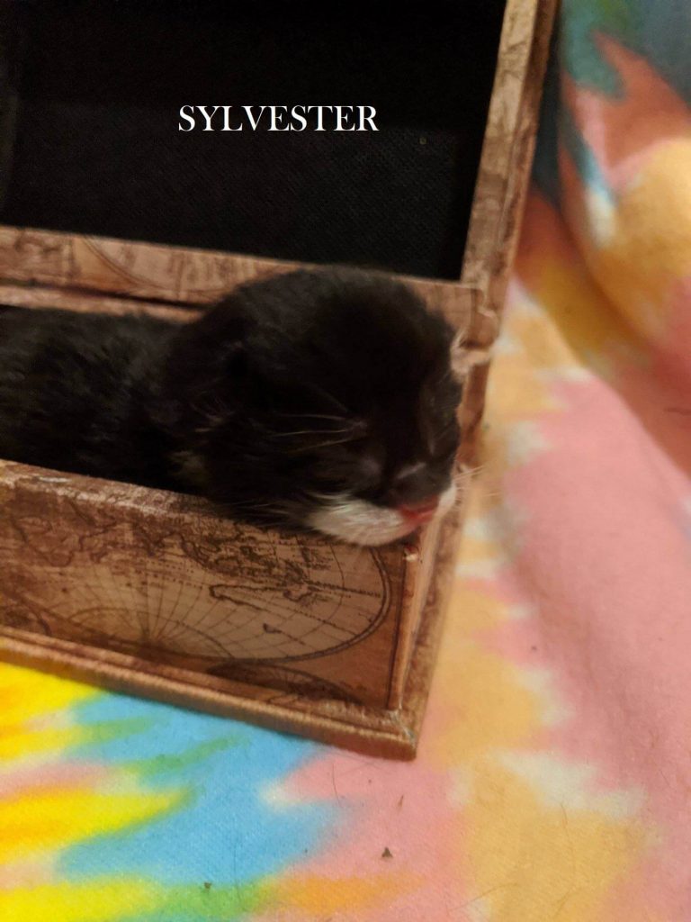 Sylvester the kitten