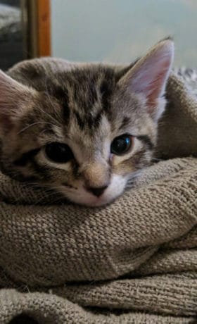 Kitten wrapped in a towel