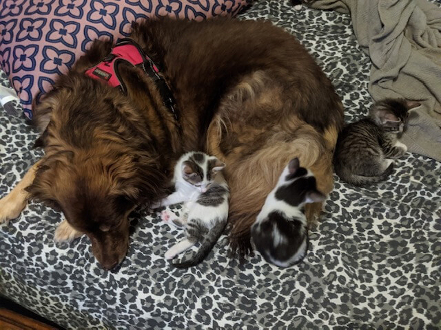 Nanny dog with foster kittens