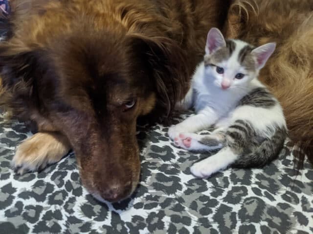 Nanny dog and kitten