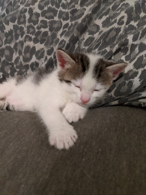 kitten taking a nap