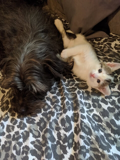 kitten and dog playing