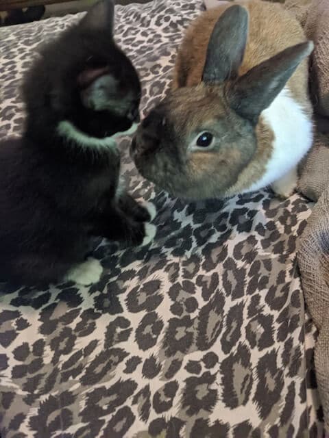 kitten meeting a bunny