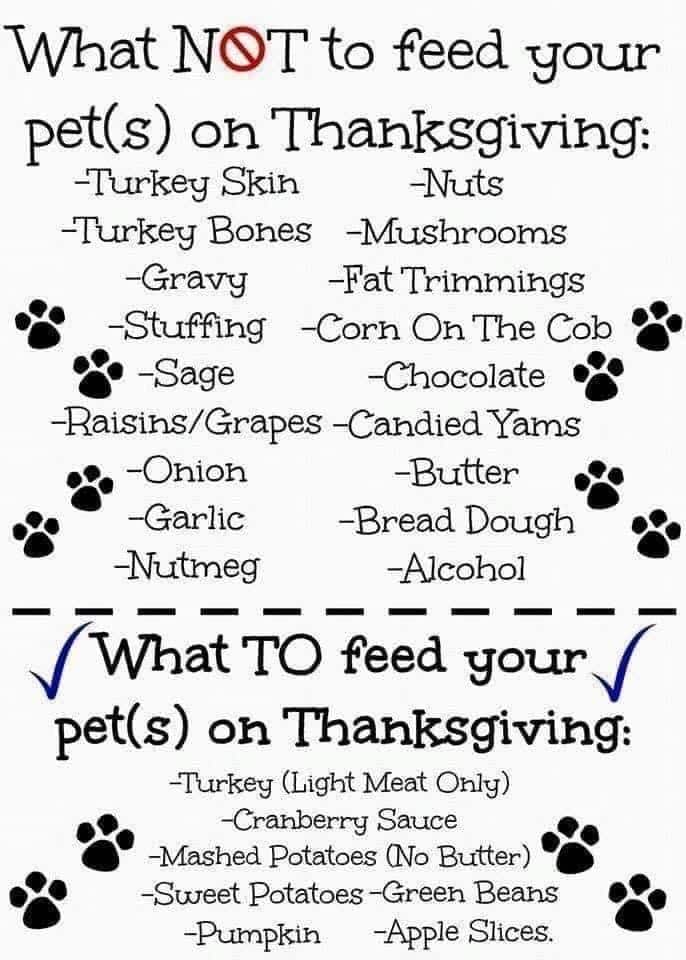 What not to feed and what to feed your pets on Thanksgiving