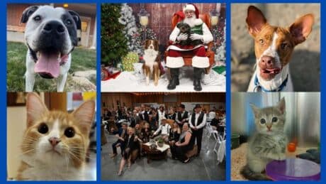 a collage of images from PAWS 2024 events and animals