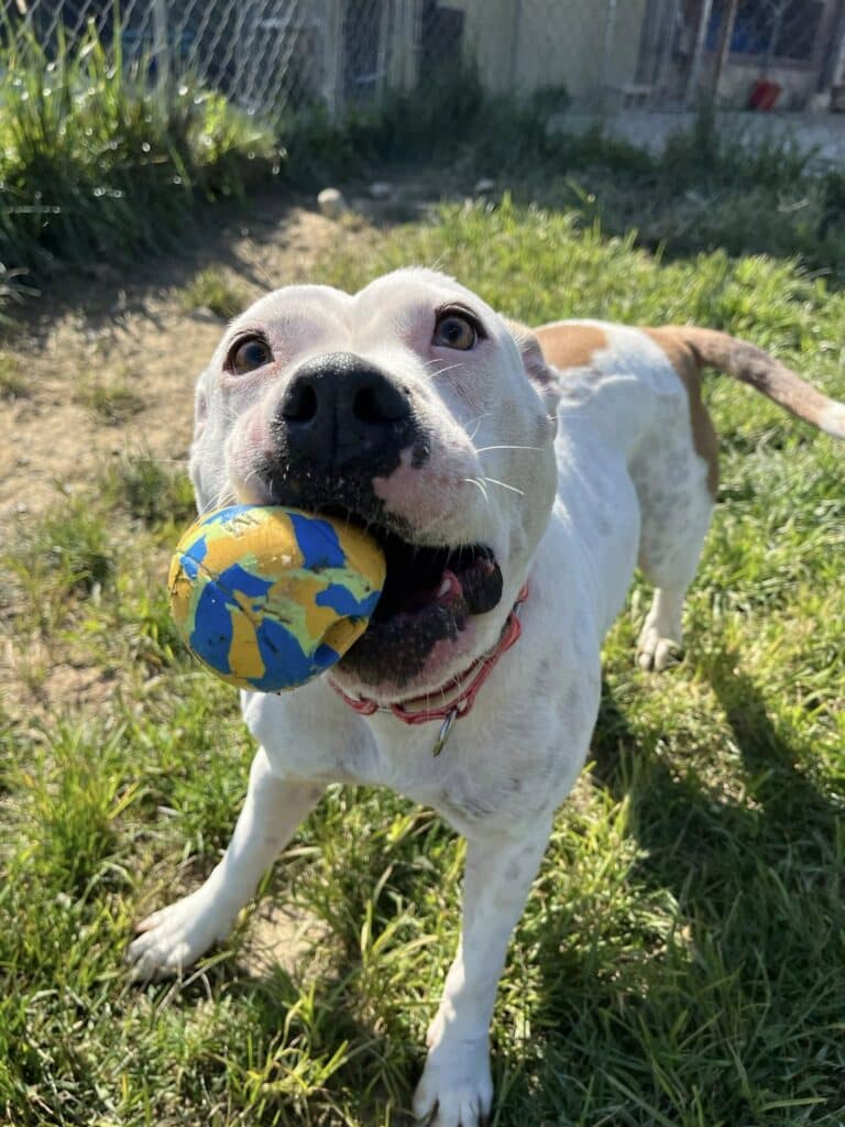 Nutmeg the white and tan dog holding a ball in her mouth