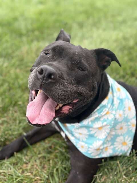 black dog wearing a flower bandana laying in the grass
