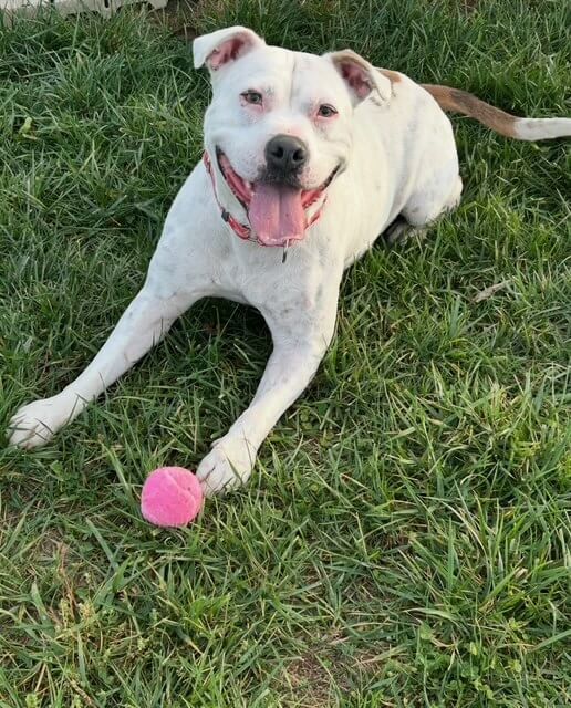 White dog with Brown spots laying the grass