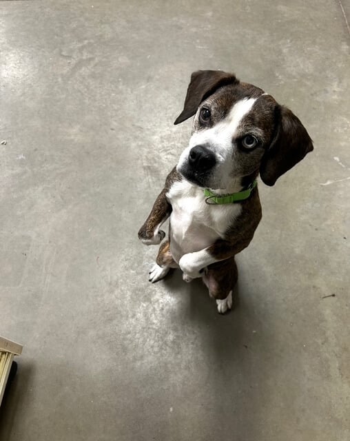 small brindle and white dog with one blue and one brown eye, standing on its hind legs