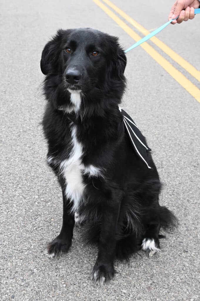 Black dog with bat wings