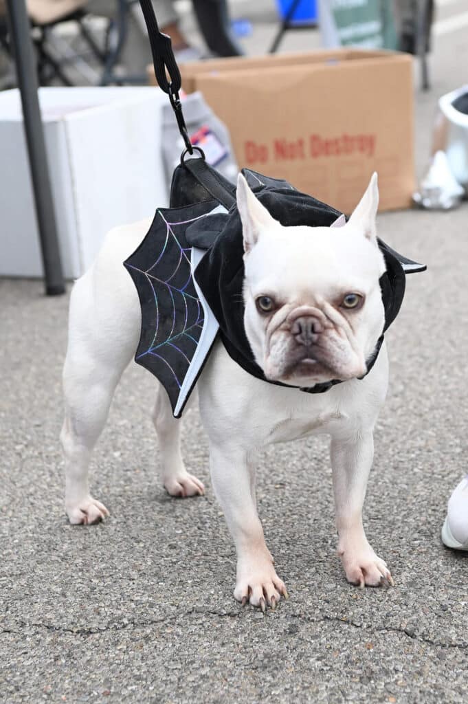 Frenchie dog with bat wings