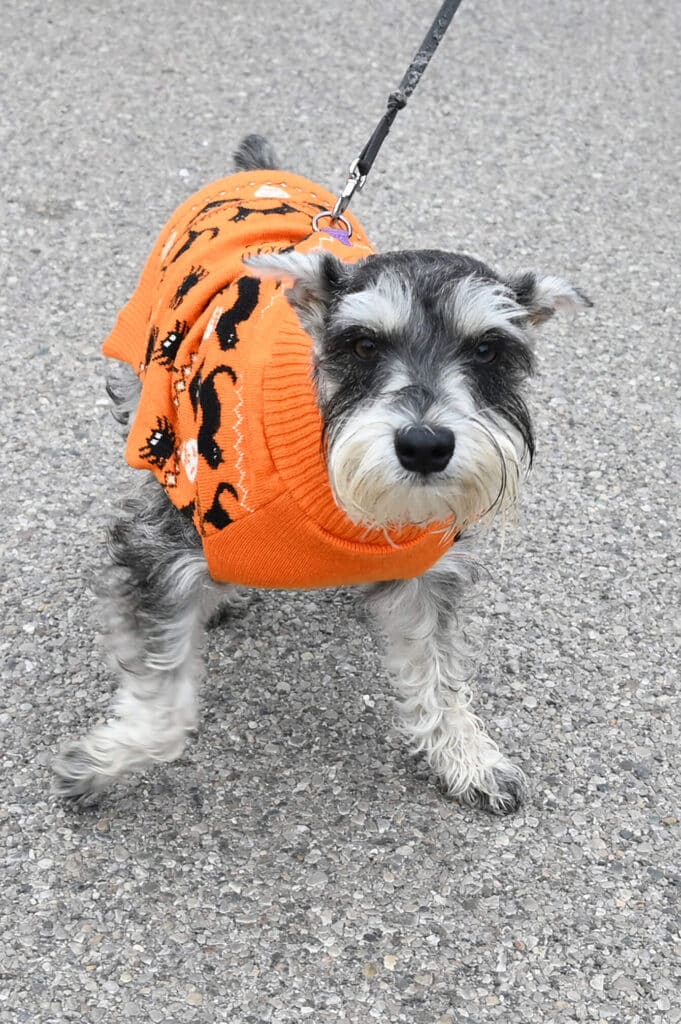Scotty dog in Halloween sweater