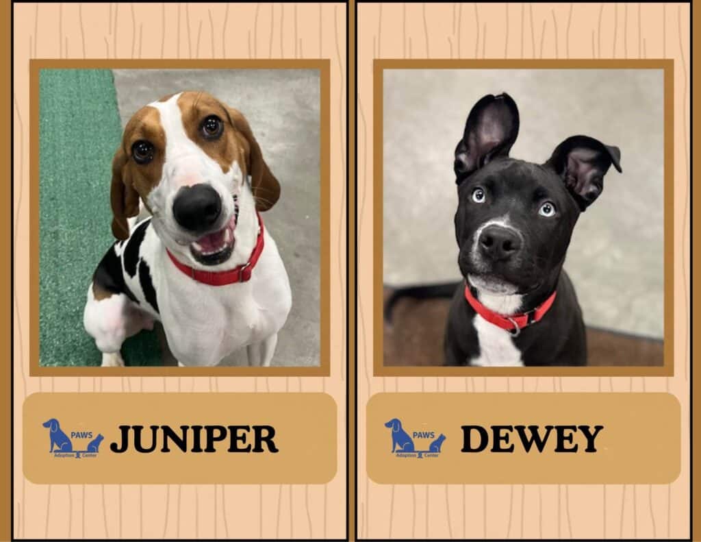 Juniper and Dewey