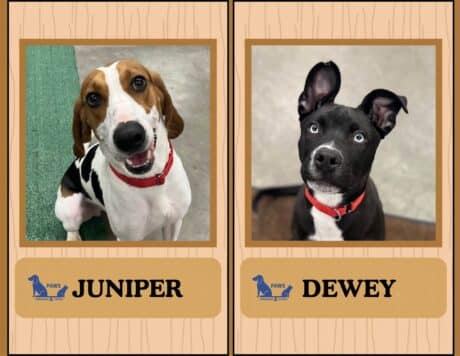 Juniper and Dewey