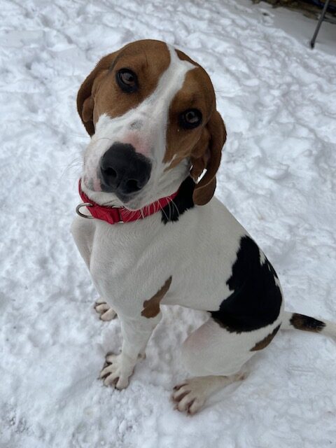 Juniper a tricolor dog